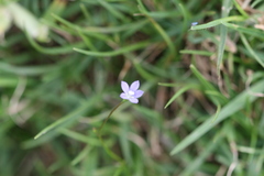 Wahlenbergia marginata